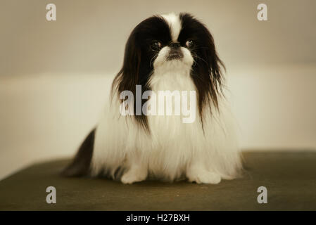 Black and white pekingese dog sitting on a green table. Stock Photo