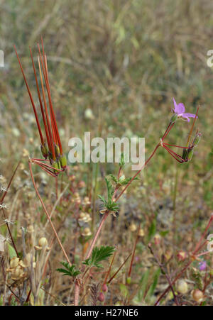 A Storksbill flower and seeds pods - Erodium ciconium From Cyprus Stock Photo