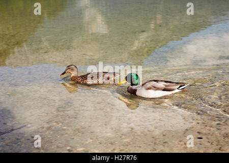 Ducks swimming in lake Offensee in Salzkammergut Austria Stock Photo