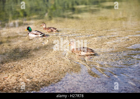 Ducks swimming in lake Offensee in Salzkammergut Austria Stock Photo