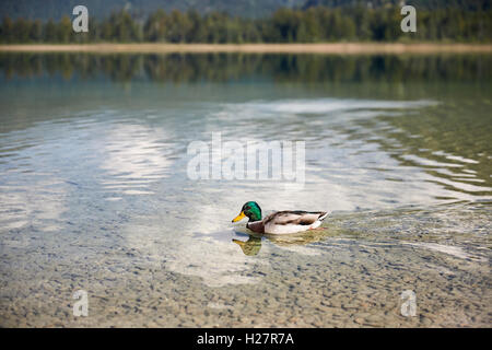 Duck swimming in lake Offensee in Salzkammergut Austria Stock Photo