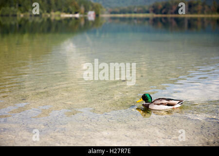 Duck swimming in lake Offensee in Salzkammergut Austria Stock Photo