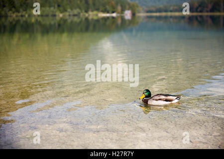 Duck swimming in lake Offensee in Salzkammergut Austria Stock Photo