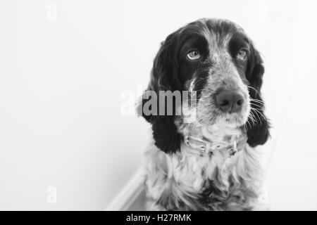 Black and white image of a blue roan cocker spaniel. Stock Photo