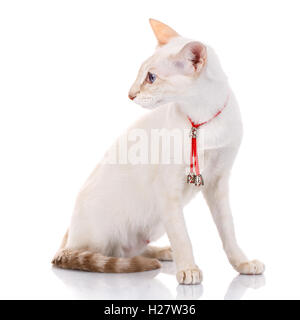 Siamese Balinese cat sits on a white background Stock Photo