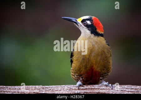 Black cheeked woodpecker in Costa Rica Stock Photo
