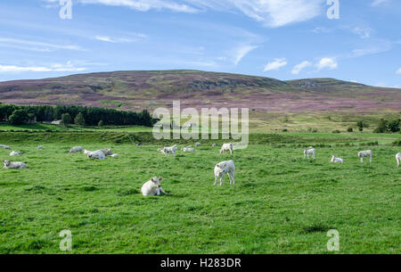 Cattle grazing in an agricultural setting, beautiful lush green grass with heather clad hills in the background. Stock Photo