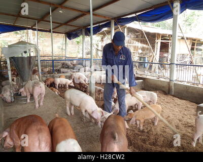 Long An, Vietnam - November 16, 2015: A farmer is feeding his farmed pigs using advanced technology Stock Photo