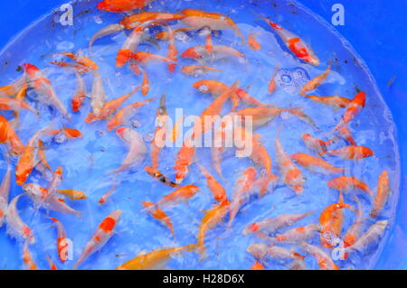 Broodstocks of Koi fish in tank in a farming center Stock Photo