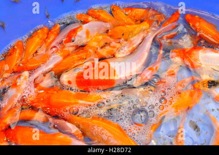 Broodstocks of Koi fish in tank in a farming center Stock Photo