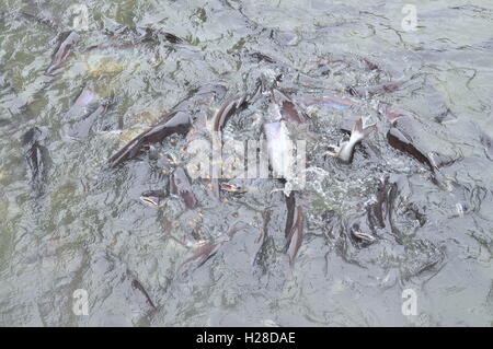 Pangasius fish or Vietnamese catfish are scrambling to eat in a farming pond. Pangas Stock Photo