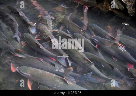 Thanh Hoa, Vietnam - October 24, 2015: Vietnamese God fish are swimming in the God stream of Cam Luong in Thanh Hoa province Stock Photo