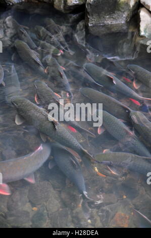 Thanh Hoa, Vietnam - October 24, 2015: Vietnamese God fish are swimming in the God stream of Cam Luong in Thanh Hoa province Stock Photo