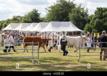 Before the judge. From left, Simmental, Hereford Bull head centre, and Charolais Cattle (Bos taurus). Show Ring. Aylsham. UK. Stock Photo