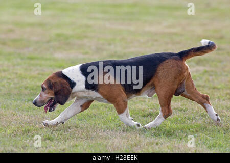 Basset Hound (Canis lupus familiaris). Pack animal bred to hunt Brown Hares (Lepus europaeus) in the field. Stock Photo