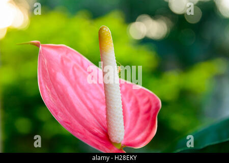 Anthurium flowers beautiful morning light with sheep red ant on a flower. Stock Photo