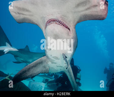 Hammerhead shark underwater at Bimini, Bahamas. Stock Photo