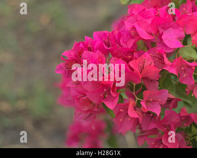 pink Nerium oleander with leaves in the garden Stock Photo