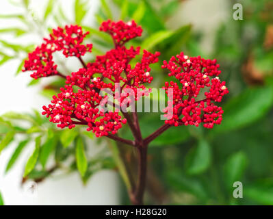 Jatropha podagrica, tartogo, Buddha belly plant, bottleplant shrub, gout plant, purging-nut, Guatemalan rhubarb, and goutystalk Stock Photo