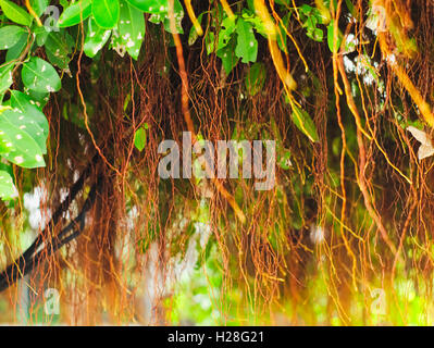 Weeping fig, benjamin fig, ficus tree leaves close up texture ...