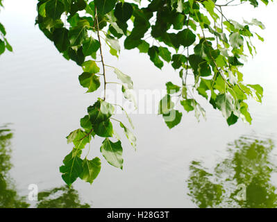 branches and leaves of a sacred fig or Ficus religiosa over a pool with reflection on the water surface Stock Photo