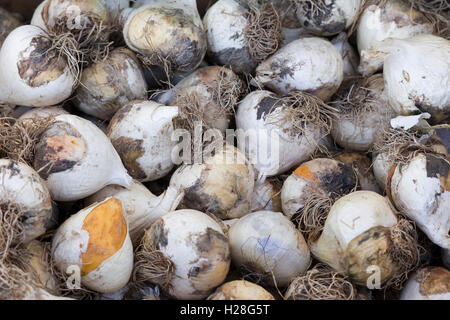 Allium schubertii Ornamental Onion Bulbs Stock Photo