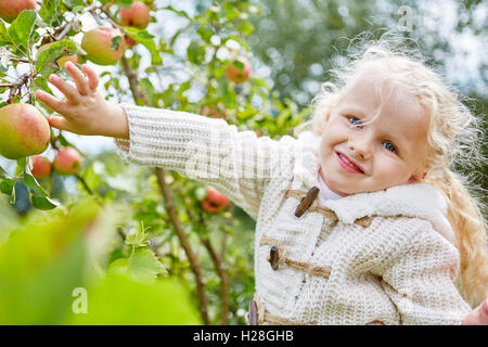 Blond little girl with apple tree picking apples and smiling Stock Photo