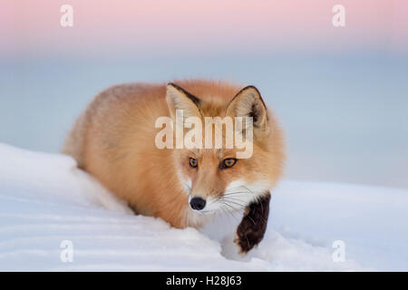 A Red Fox stalks though a deep snow a dusk with a pink and purple sky background. Stock Photo