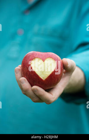 Malus domestica. Gardener holding Apple 'Charles ross' with a heart shape cut into it Stock Photo