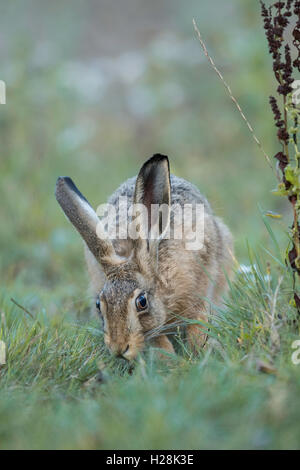 Brown Hare (Lepus europaeus) feeding. Stock Photo