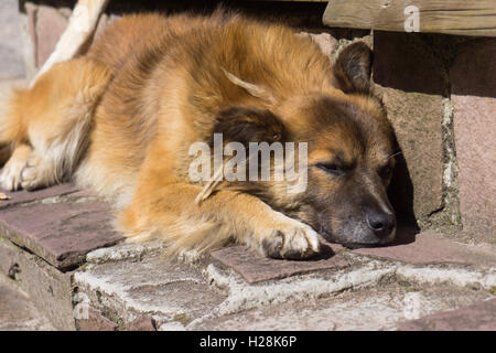 Working sheep dog sleeping in the sun. Stock Photo