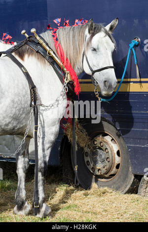 Shire horse in harness Stock Photo