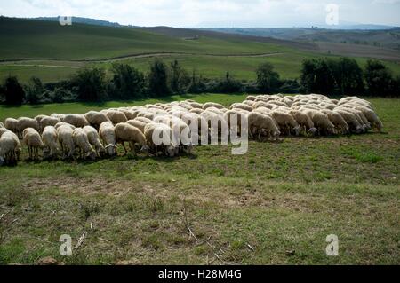 Flock of sheep feeding in Tuscan field, Italy Stock Photo - Alamy