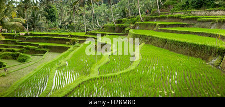 Indonesia, Bali, Tampaksiring, Gunung Kawi, steep terraced rice paddy fields, panoramic