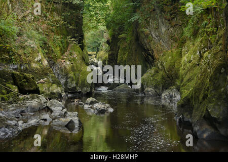 River Conway flowing through a gorge known as the Fairy Glen in North Wales near betws y coed Stock Photo