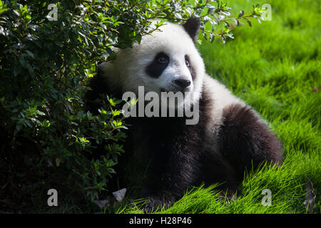 A giant panda bear is playing at Bifengxia National Panda Reserve in Sichuan China Stock Photo