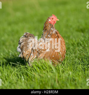 splash pekin bantam chicken Stock Photo