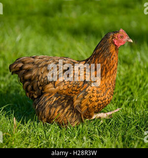 chicken walking Stock Photo