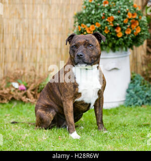 staffordshire bull terrier Stock Photo