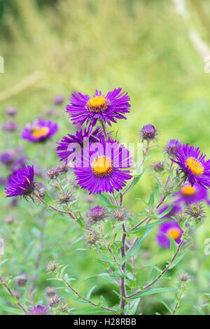 Aster novae-angliae 'Violetta' flowers. New England Asters Stock Photo