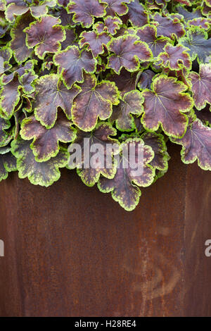 Heucherella Solar Eclipse plant leaves. Foamy Bells in a rusty metal container Stock Photo