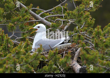 Common gull (Larus canus), calling, sitting in nest on dwarf pine, Lapland, Norway Stock Photo