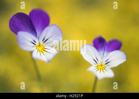 Heartsease (Viola tricolor), Emsland, Lower Saxony, Germany Stock Photo