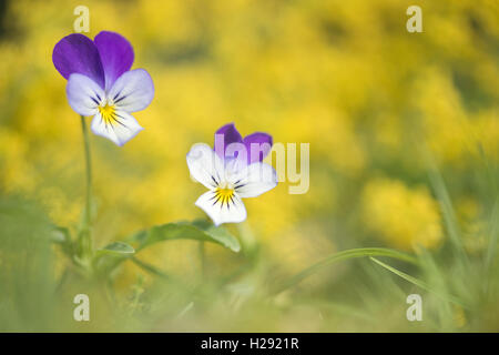 Heartsease (Viola tricolor), Emsland, Lower Saxony, Germany Stock Photo