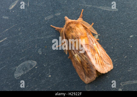 Drinker (Euthrix potatoria), moth, Emsland, Lower Saxony, Germany Stock Photo