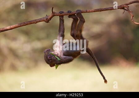 Anubis or olive baboon (Papio anubis), juvenile hanging upside down in tree, Lake Manyara National Park, Tanzania Stock Photo