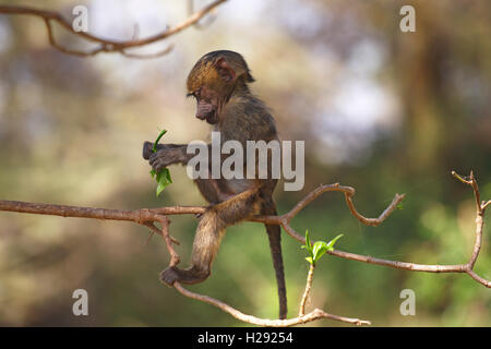 Anubis or olive baboon (Papio anubis), juvenile sitting on branch, Lake Manyara National Park, Tanzania Stock Photo