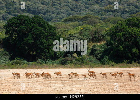 Impala (Aepyceros melampus), herd crossing dry riverbed, Lake Manyara National Park, Tanzania Stock Photo
