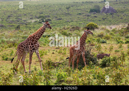 Maasai giraffe (Giraffa camelopardalis), Arusha National Park, Tanzania Stock Photo