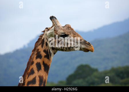 Maasai giraffe (Giraffa camelopardalis), portrait, Arusha National Park, Tanzania Stock Photo